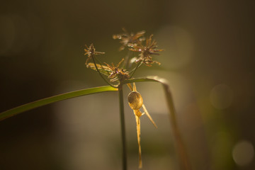 bee on a flower
