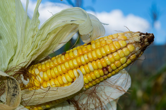 Elote de ma&iacute;z amarillo