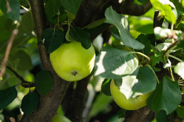 apple fruit has become in JAPAN.