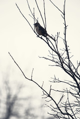 Bird in Tree