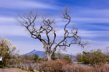 Beautiful view of the Onuma national park and Mt Komagatake with clear blue sky,