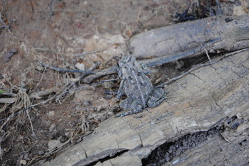 Toad