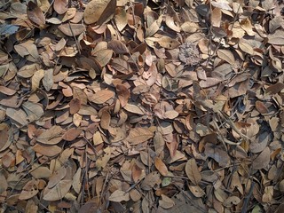 The texture and background of dry leaves scattered about