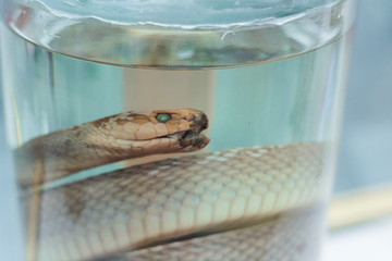 Taxidermy snake specimen preserved in a jar