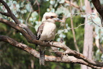 Kookaburra bird, the native Australian species sits in a tree making its famous laughing call.