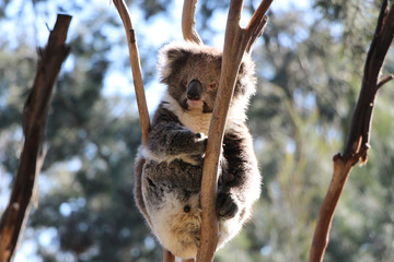 Koala bear sits in the crook of a tree branch, watching the world go by.