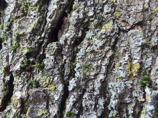 tree bark texture