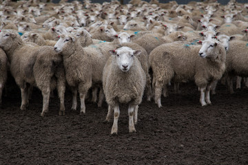 Wet Sheep standing close together, New Zealand