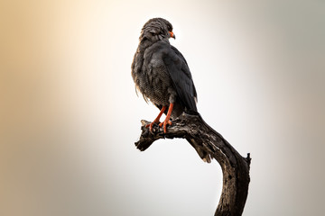 Bird of Prey on branch with hazy sunset, South Africa