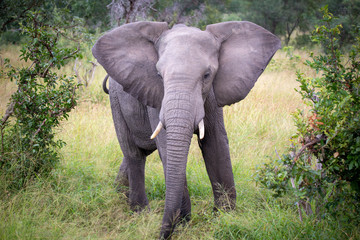 Young Elephant startled,  South Africa