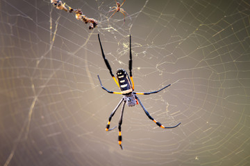 Golden Orb Spider in Web, South Africa