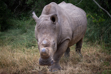 Rhino Head on in Africa