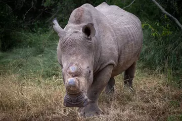 Foto op Plexiglas Rhino Head on in Africa © John