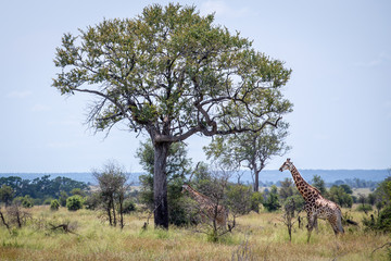 Giraffe under tree, Africa