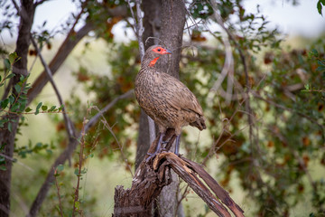 Bird on Branch, Africa