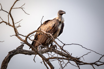 Birds of Prey in a tree, South Africa