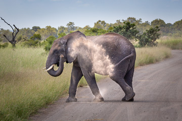 Naklejka na ściany i meble Elephant trowing dust, crossing road in South Africa