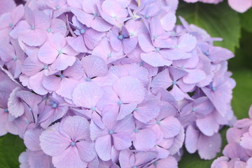 Naklejka na ściany i meble Close up of beautiful purple hydrangea flowers, wallpaper background, soft focus