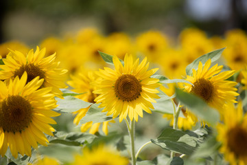 ヒマワリ_Sunflower