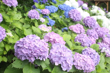 Close up of beautiful and colourful lacecap hydrangea flowers, Kagoshima, Japan, soft focus