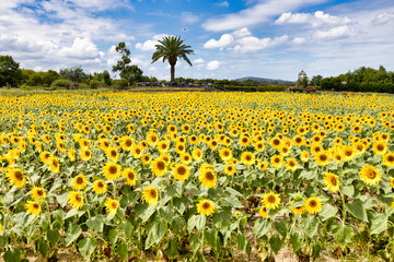 ヒマワリ_Sunflower