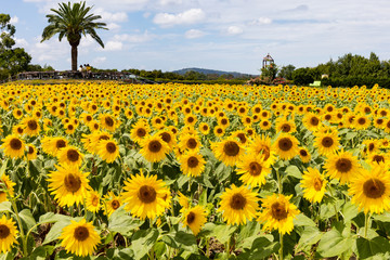 Obraz premium ヒマワリ_Sunflower