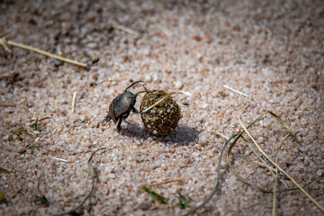 Dung Beetle rolling Dung