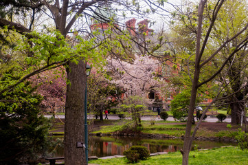 The beautiful  landscape of spring garden.