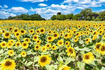 Fototapeta premium ヒマワリ_Sunflower