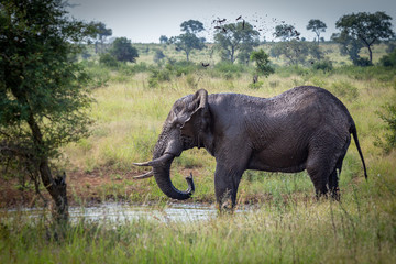 Elephant washing in watering hole South Africa