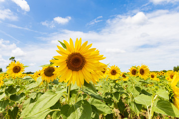 ヒマワリ_Sunflower