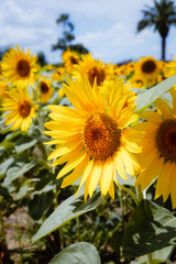 Obraz premium ヒマワリ_Sunflower