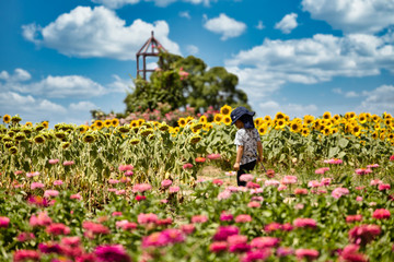 ヒマワリ_Sunflower