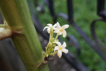 Flor de Papayo