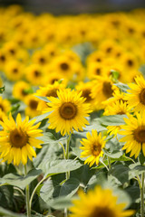 ヒマワリ_Sunflower