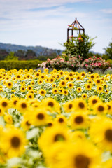 ヒマワリ_Sunflower