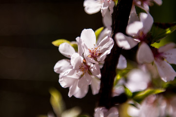 Beautiful wild spring flower in the garden.