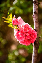 Beautiful wild spring flower in the garden.