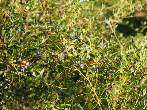old blue berry 
