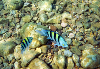 Sergeant major, it belongs to the Family Pomacentridae, scientific name is Abudefduf saxatilis