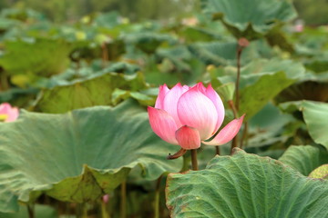 Lotus flowers blooming in the pool