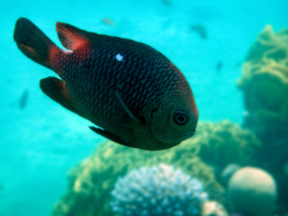 Domino fish, Scientific name is Dascyllus trimaculatus. It belong to the family Pomacentridae. Domino inhabits on the reef table and shallow waters of the Red Sea and Indo-Pacific