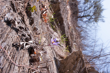 Beautiful Pulsatilla Patens Tongkangenis,Pasqueflower.