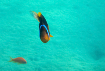 Fototapeta premium Clown-fish, scientific name is Amphiprion bicinctus, it belongs to the family Pomacentridae, its life is going in symbiosis and close relationship with the sea anemone