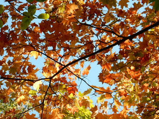autumn yellow, orange, green, red maple leaves on the sky