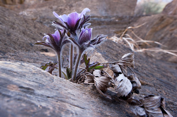 Beautiful Pulsatilla Patens Tongkangenis,Pasqueflower.