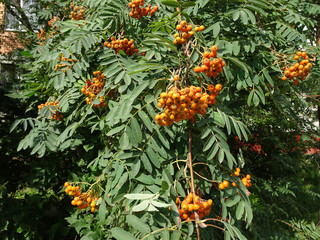 orange rowan berries and openwork leaves on rowan branches, selective focus, blurred background