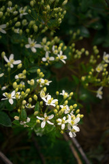 Obraz na płótnie Canvas Many small white flowers on green branches