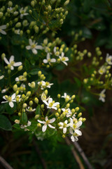 Many small white flowers on green branches