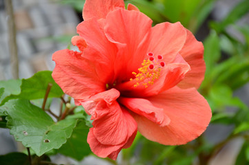 Obraz premium he beautiful orange color flower of hibiscus with green leaves.